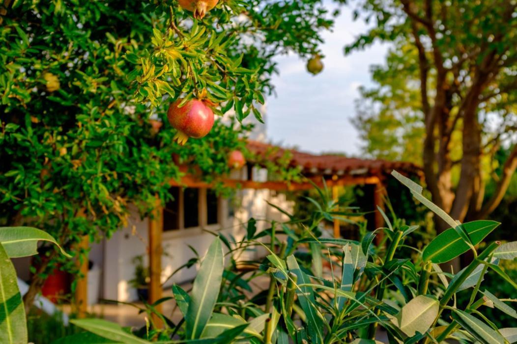 Vineyard Country House With Panoramic Seaview Александроуполис Экстерьер фото